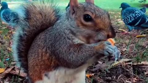 Beautiful squirrel 🐿️ sound 🔊 #squirrel #short #viral baby squirrel 🐿️ short video