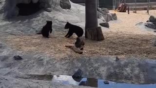 bear cubs