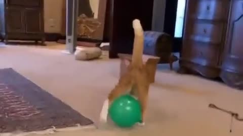 Funny cat stuck with Ballon