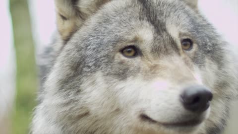 Wolf läuft - Beobachten Sie, was jetzt passiert und genießen Sie die Schönheit der Landschaft