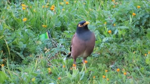 Mayna beautiful birds