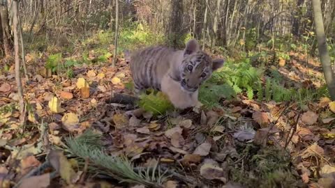 Тигренок с Неврологией Изучает свой Лес!_Tiger Cub with Neurology Exploring her Forest