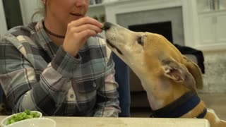 My Greyhound Tries Fruits And Vegetables