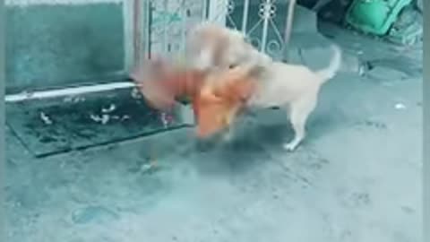 Funny chicken dog fight