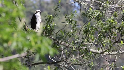 Majestic Osprey in the morning breeze