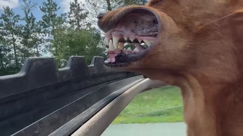 Dog With His Head Out Sunroof Going Down the Highway