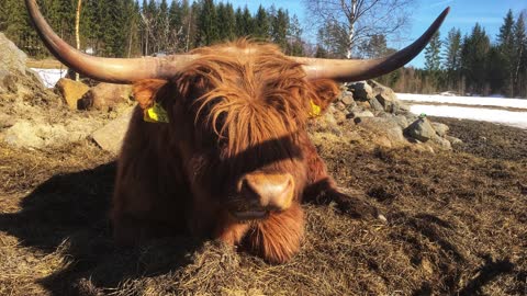 Scottish Highland Cattle In Finland Bulls moving to new pasture near lake