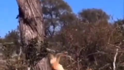 Cheetah Takes Meal Up Tree