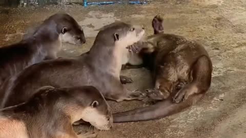Wild Animals Otter at the zoo - Wildlife video