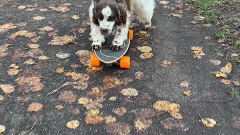 Dogs Love to Skateboard