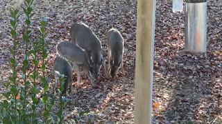 Deer In The Yard