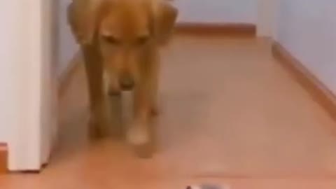 Funny Dog Fail Video #shorts