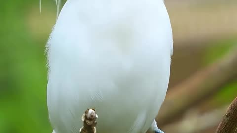 The most beautiful myna, dressed in white with long flowing hair and blue sunglass