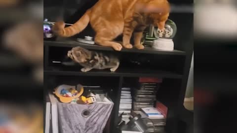 Vídeo de Animais Engraçados - Melhores Vídeos de Gatos😹 e Cachorros🐶 do Mês de 2022-6