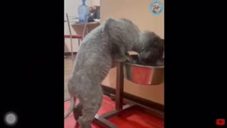 The funny Cat vs Dog😂 please try not to laugh