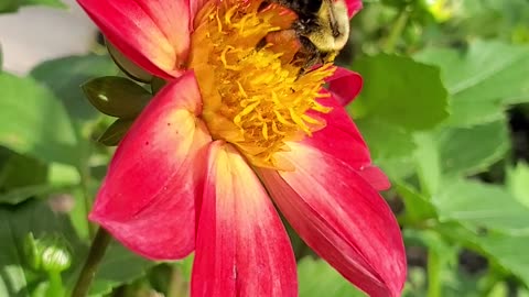 Bee on a beautiful flower