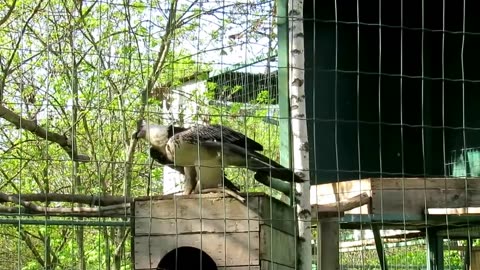 Bird of prey; Eagle bearded, Vulture