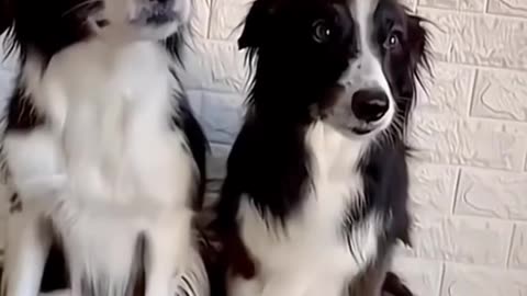 funny cats and dogs🤣 -funny animals 🤣 #funnycats #funnydogs #funnypets #funnyanimals