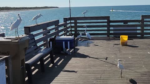 Egret Party on the Pier