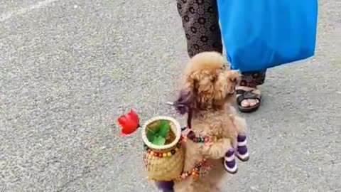 funny dog the best videofunny animal video baby dog baby cat