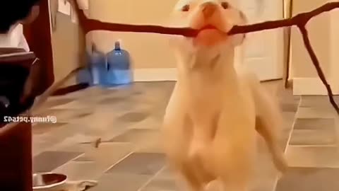 Cute and funny pets compliation video🤣❤️