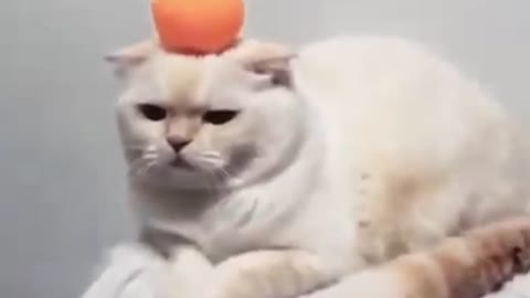 Orange lemon on the cat's head