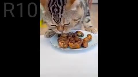 Cat eating funny 🤣😂🤣 video Masti