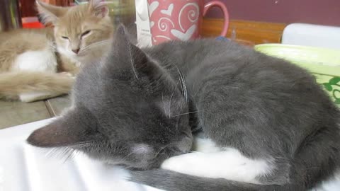 Snoring kitten aggravates older brother