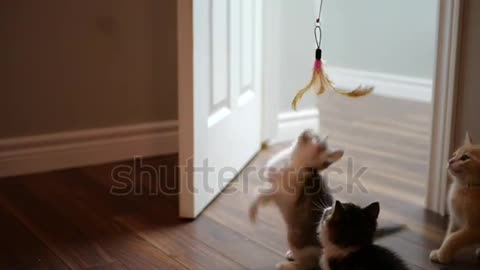 Slow motion kittens playing, jumping for a toy. 6 weeks old, uncoordinated