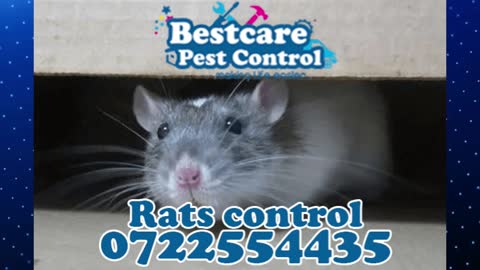 Pest Control Services in Nairobi Kenya 0722466901