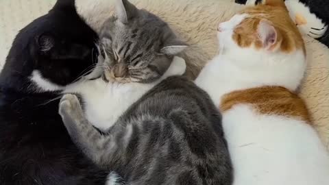 Kitten Loves His Older Brothers