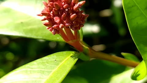 Red flower. Krishnachura flower.