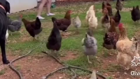 hen funny video