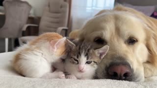Cute Tiny Kittens and Golden Retriever