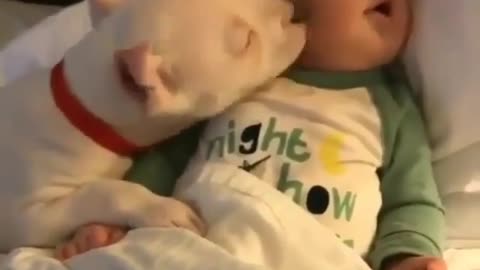 FUNNY DOG PETING THE KID|FUNNY ANIMALS|FUNNY ANIMALS FROM ANIMAL BASE