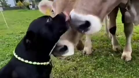So....this is love....❤️ Dogs and cow