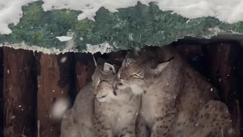 Lynx couple in the mood for love 😊