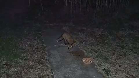 Okie Backyard~ Red Foxes