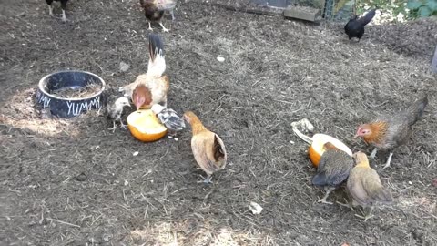 Gave a home grown pumpkin to my chickens.