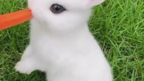 The little White Rabbit