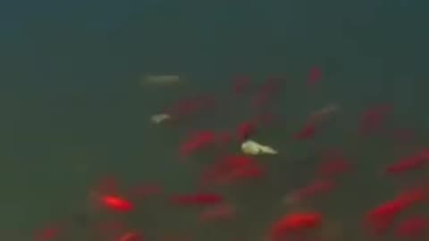 Never Put This Fish Into Your Local Lake!