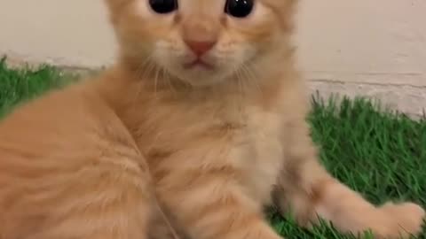 Cute kitten