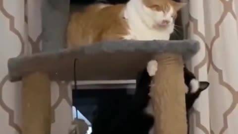 Funny cute cat comedy video