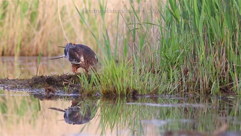 Birds of prey. Marsh Harrier