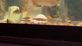 Piranhas feeding.