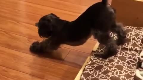 Funny pup performs thorough yoga stretch routine