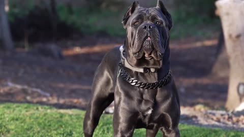 Dogs lovers putbullg very nice video