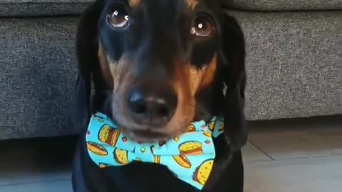 Dachshund Balances Taco on Head