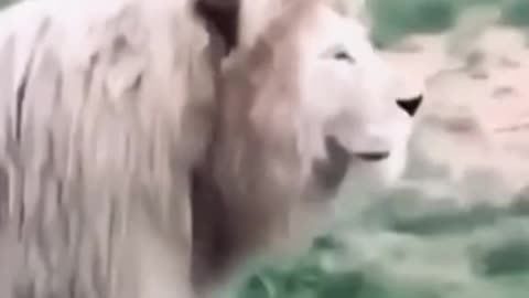 Hilarious Lion🦁Animal produces weird😱sound Antics That'll Make Your Day!"