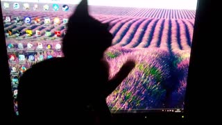 Cute kitten trying to catch mouse pointer